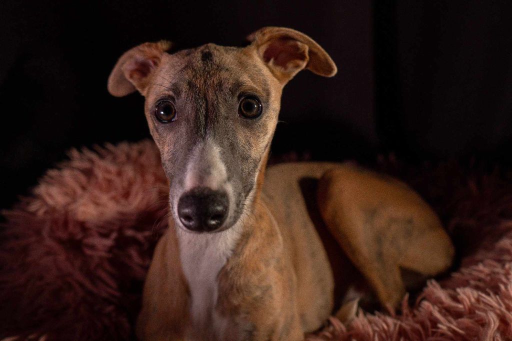 chiot Whippet De La Bastie D'Hucaroc