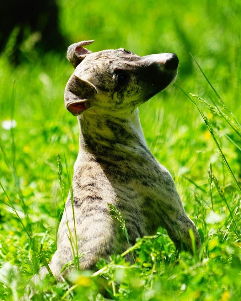 chiot Whippet De La Bastie D'Hucaroc