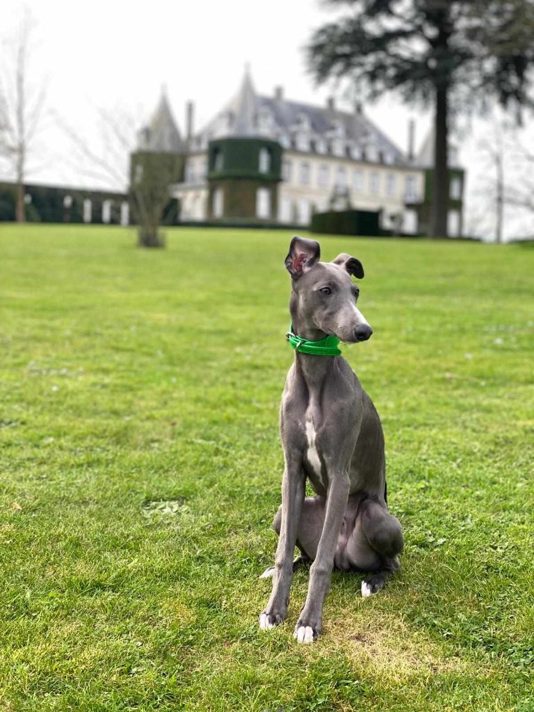 Umberto au Chateau de la Hulpe