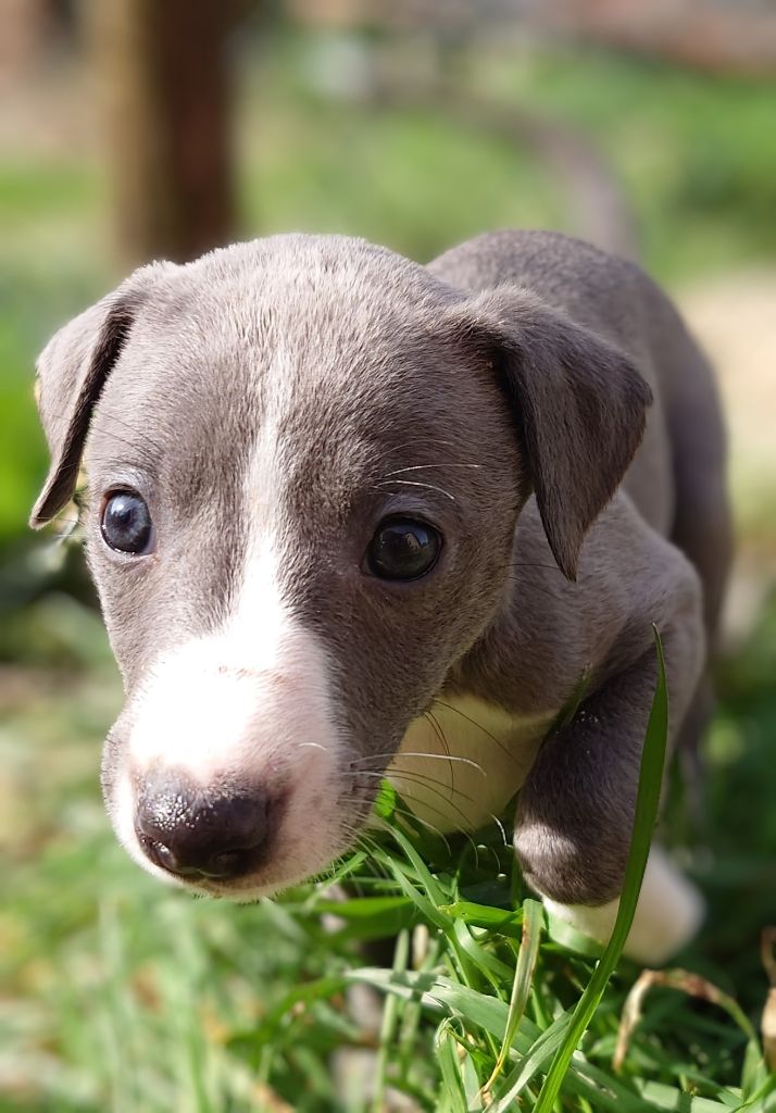 Chiot Whippet De La Bastie D'Hucaroc