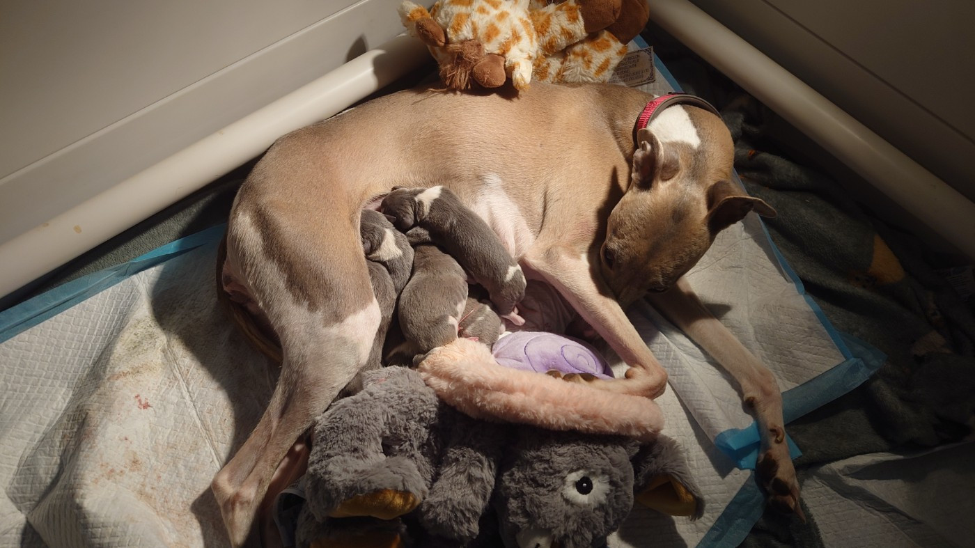 Chiot Whippet De La Bastie D'Hucaroc