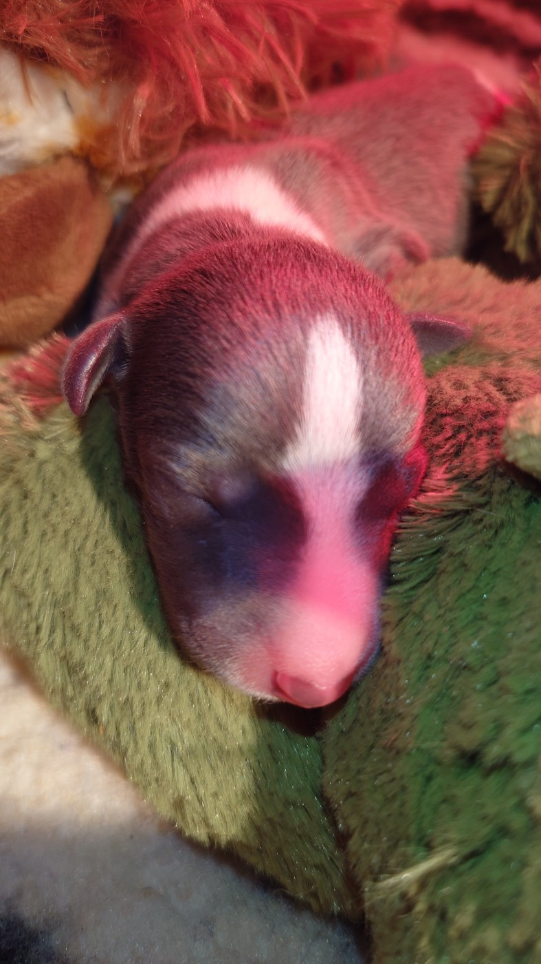 De La Bastie D'Hucaroc - Chiots disponibles - Whippet