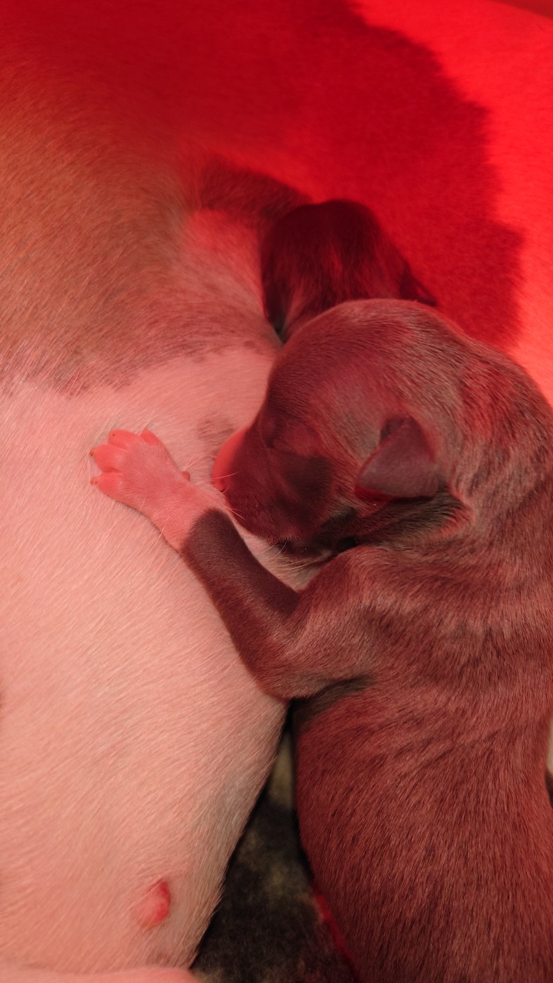 De La Bastie D'Hucaroc - Chiots disponibles - Whippet