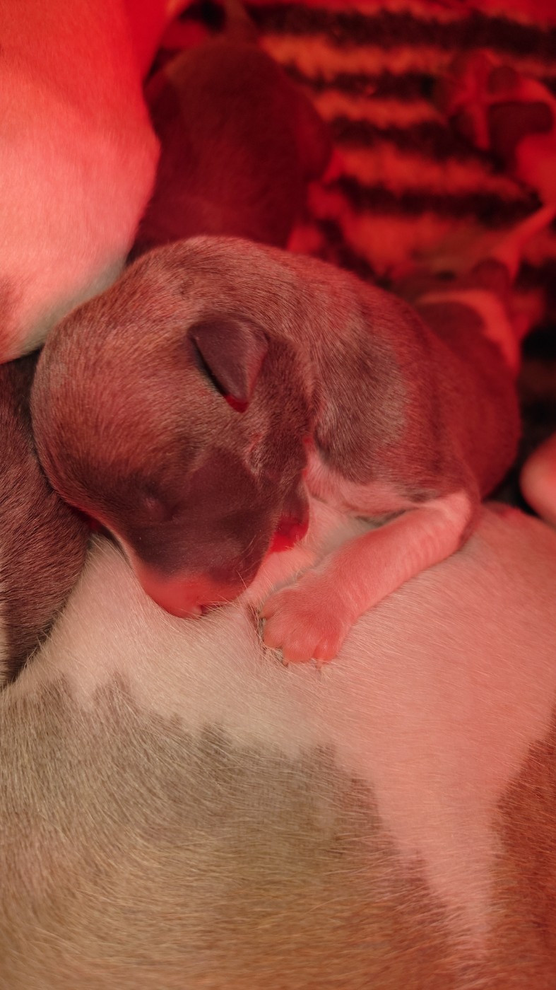 De La Bastie D'Hucaroc - Chiots disponibles - Whippet