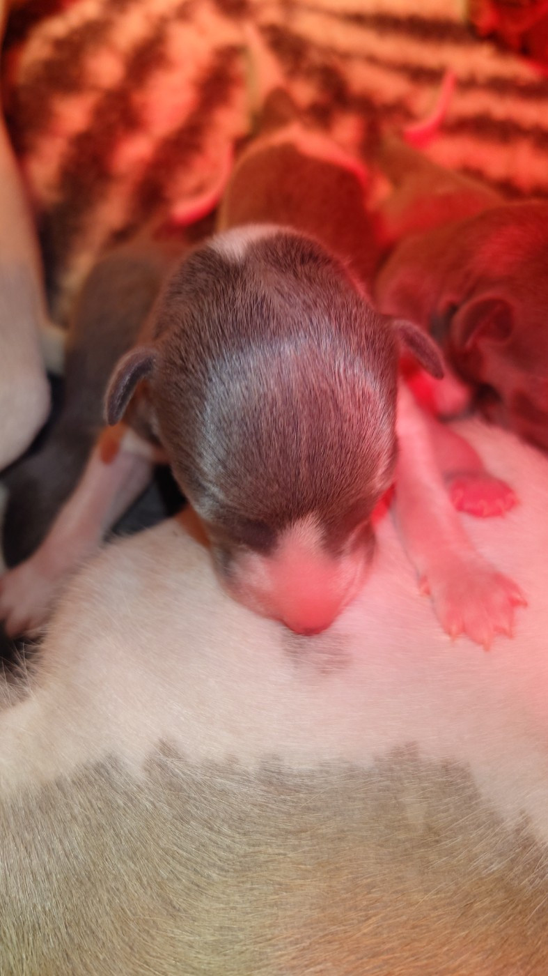 De La Bastie D'Hucaroc - Chiots disponibles - Whippet