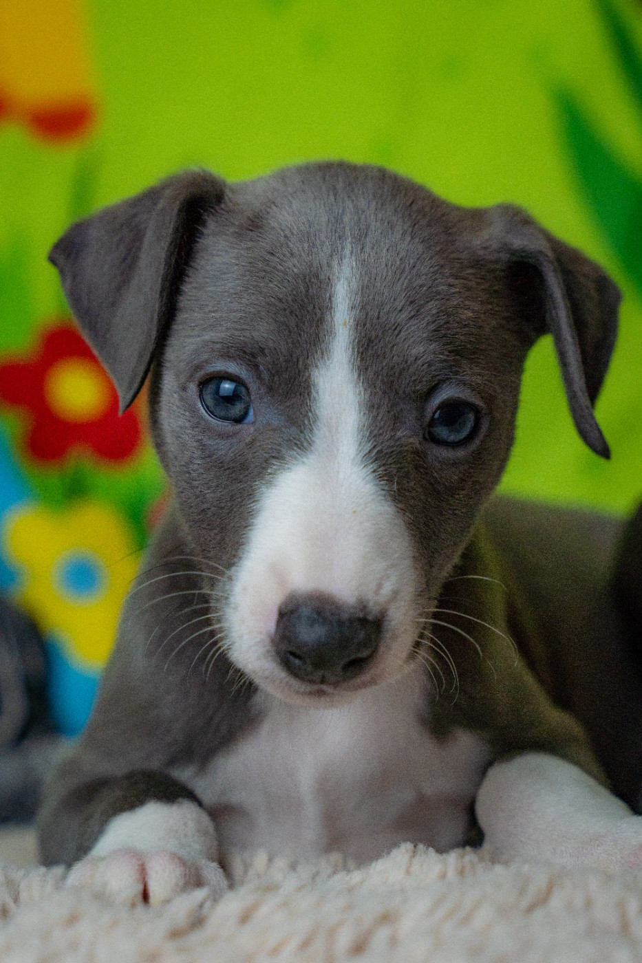 De La Bastie D'Hucaroc - Chiots disponibles - Whippet