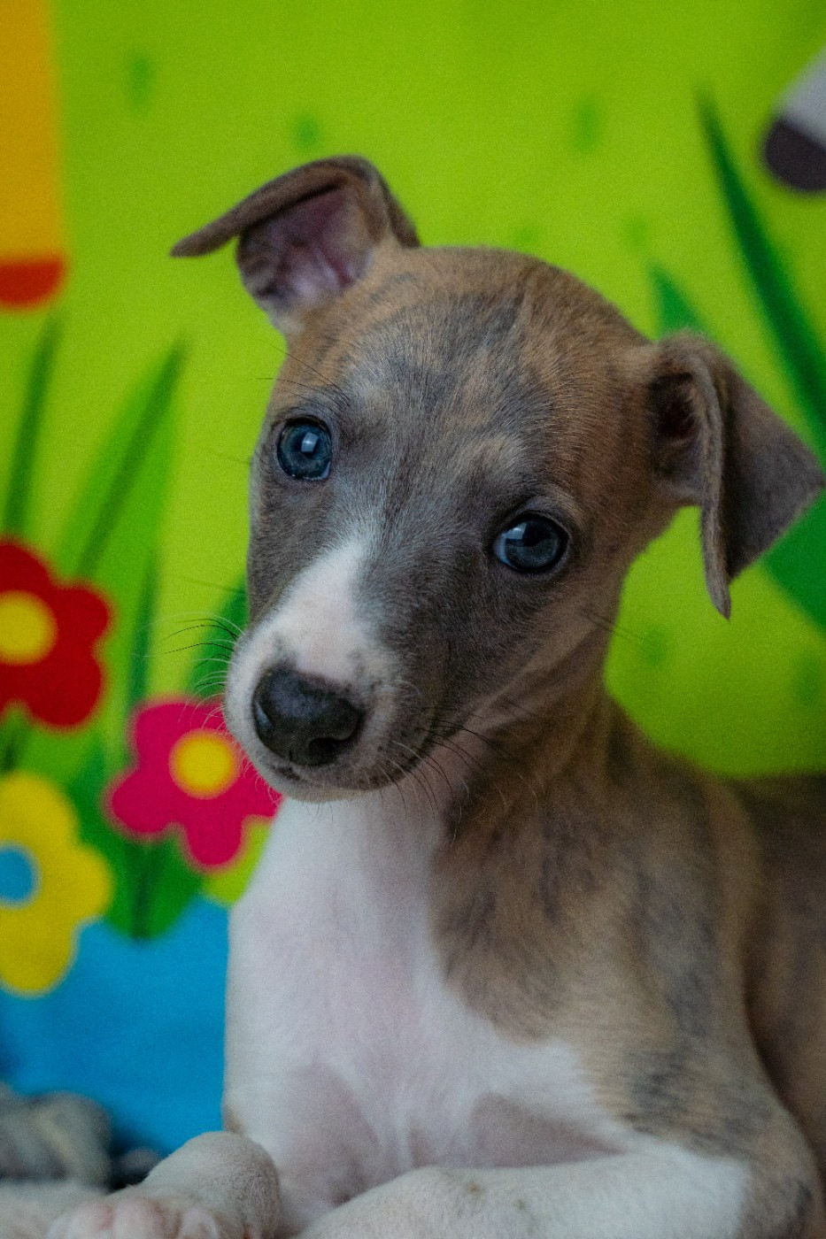 De La Bastie D'Hucaroc - Chiots disponibles - Whippet