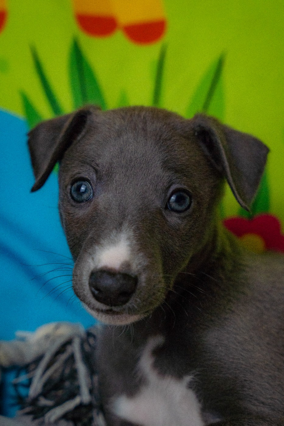 De La Bastie D'Hucaroc - Chiots disponibles - Whippet