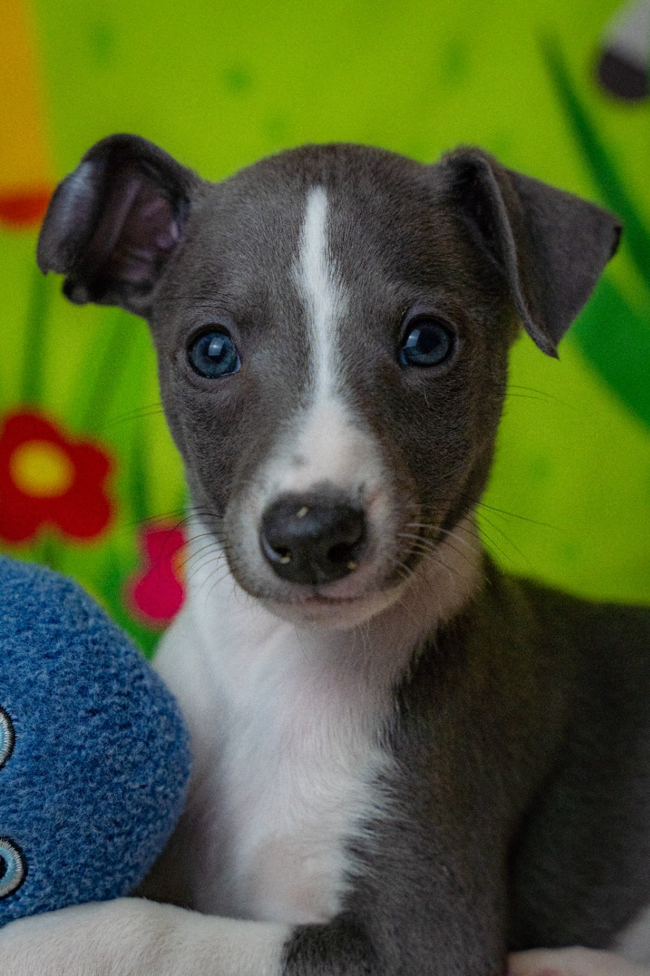 De La Bastie D'Hucaroc - Chiots disponibles - Whippet