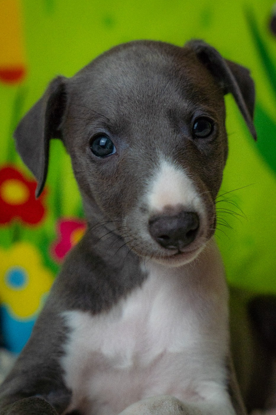 De La Bastie D'Hucaroc - Chiots disponibles - Whippet