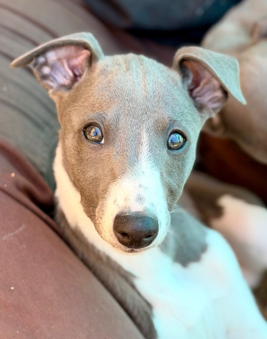 De La Bastie D'Hucaroc - Chiots disponibles - Whippet