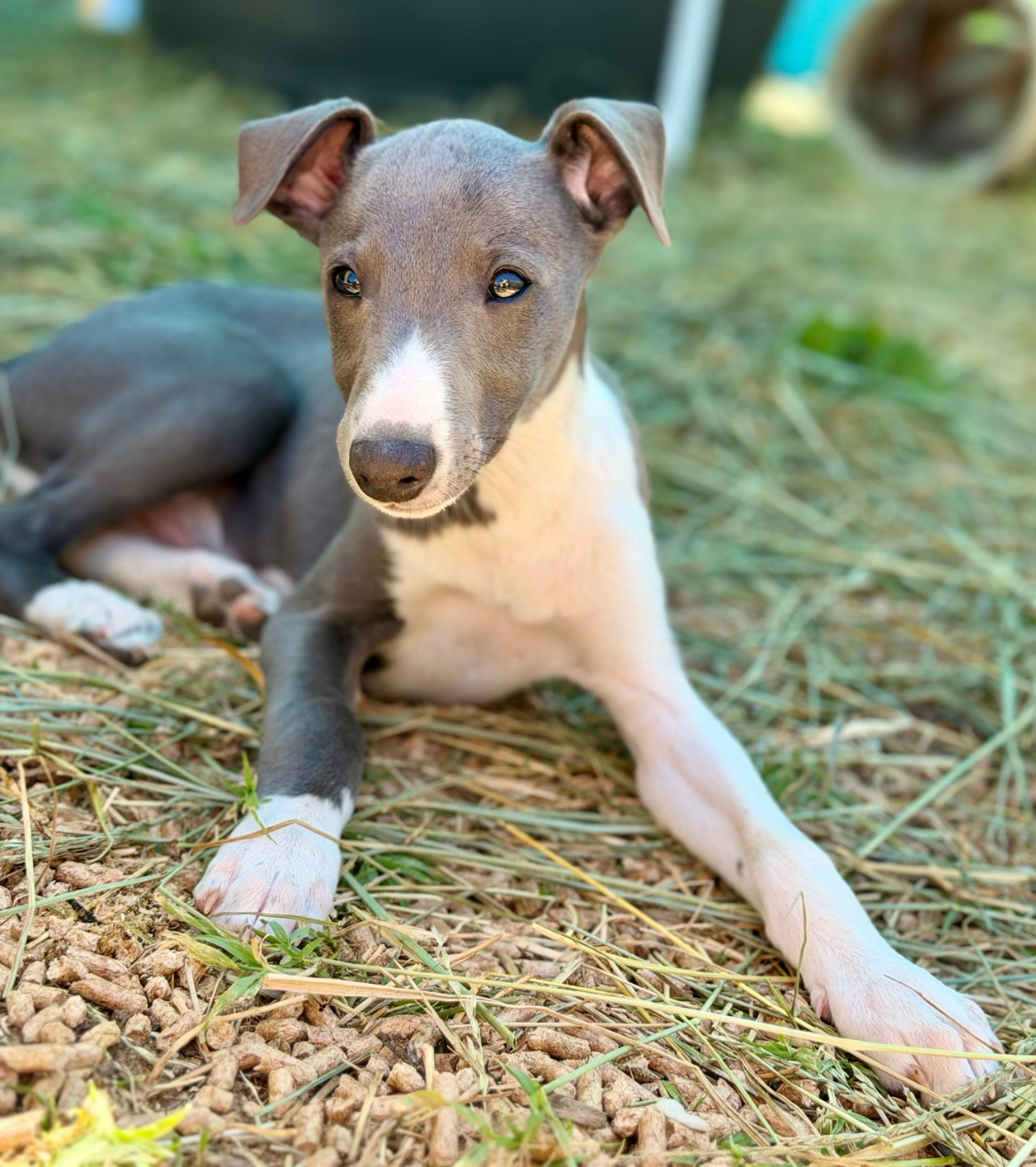 De La Bastie D'Hucaroc - Chiots disponibles - Whippet