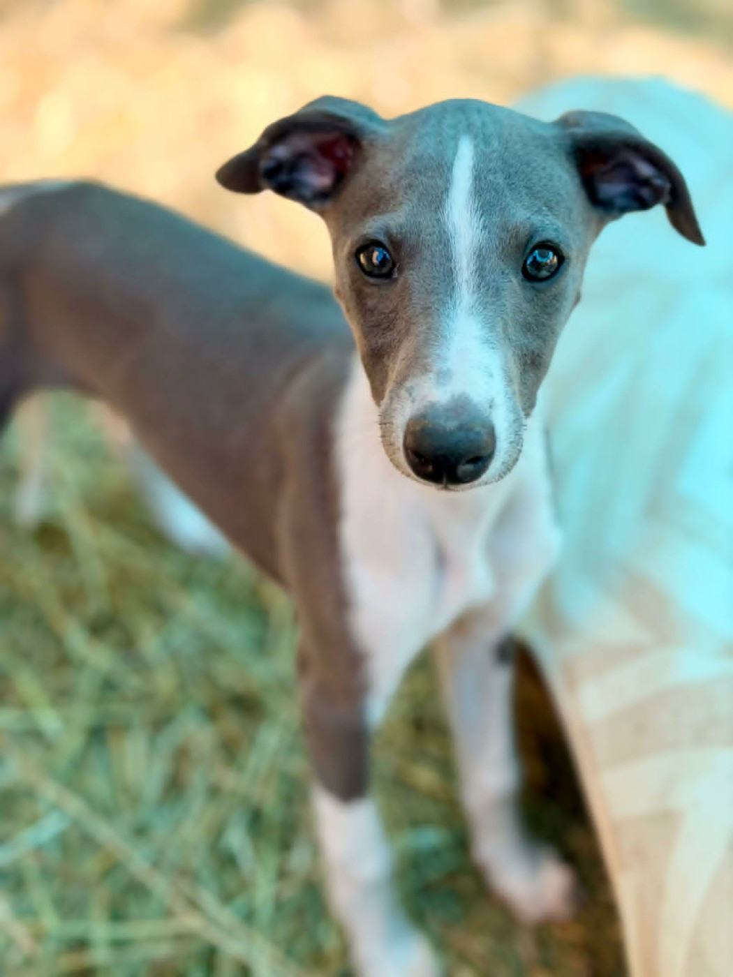 De La Bastie D'Hucaroc - Whippet - Portée née le 30/03/2026