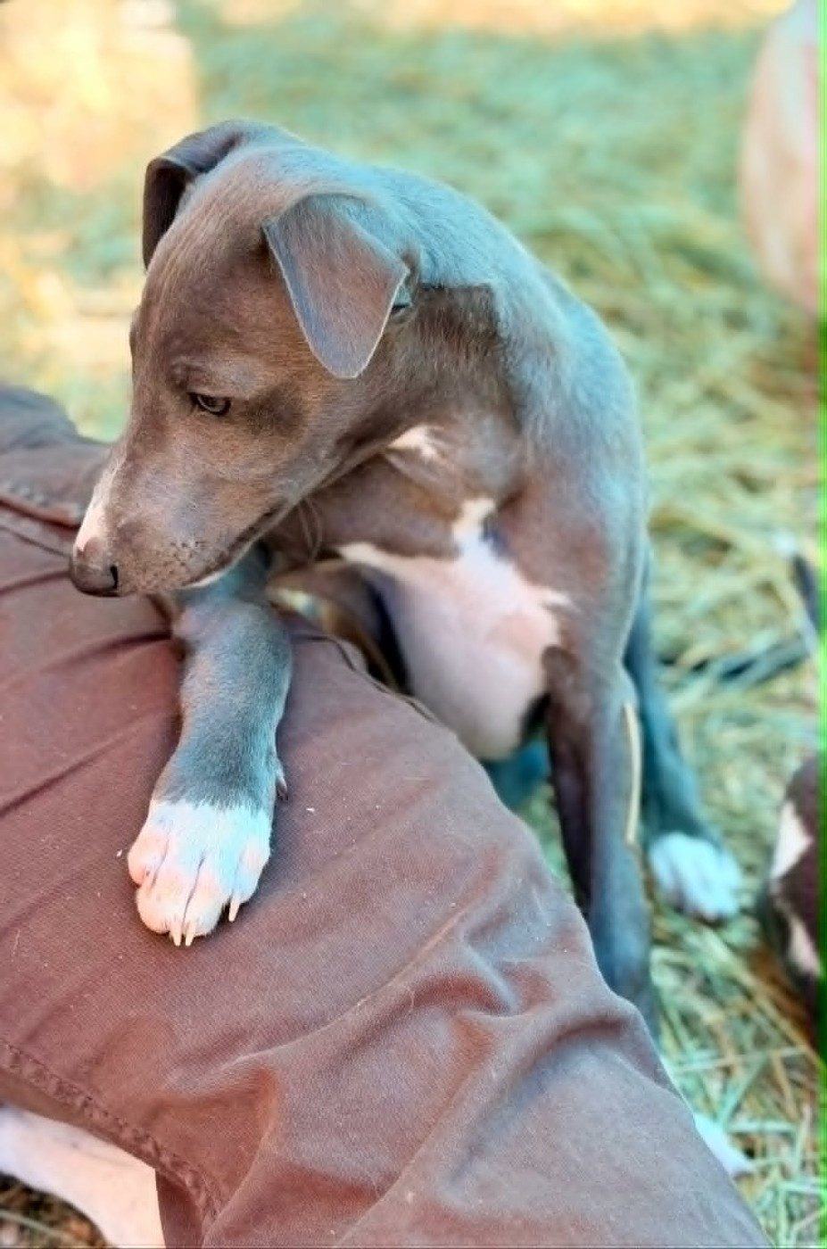 De La Bastie D'Hucaroc - Whippet - Portée née le 01/04/2026