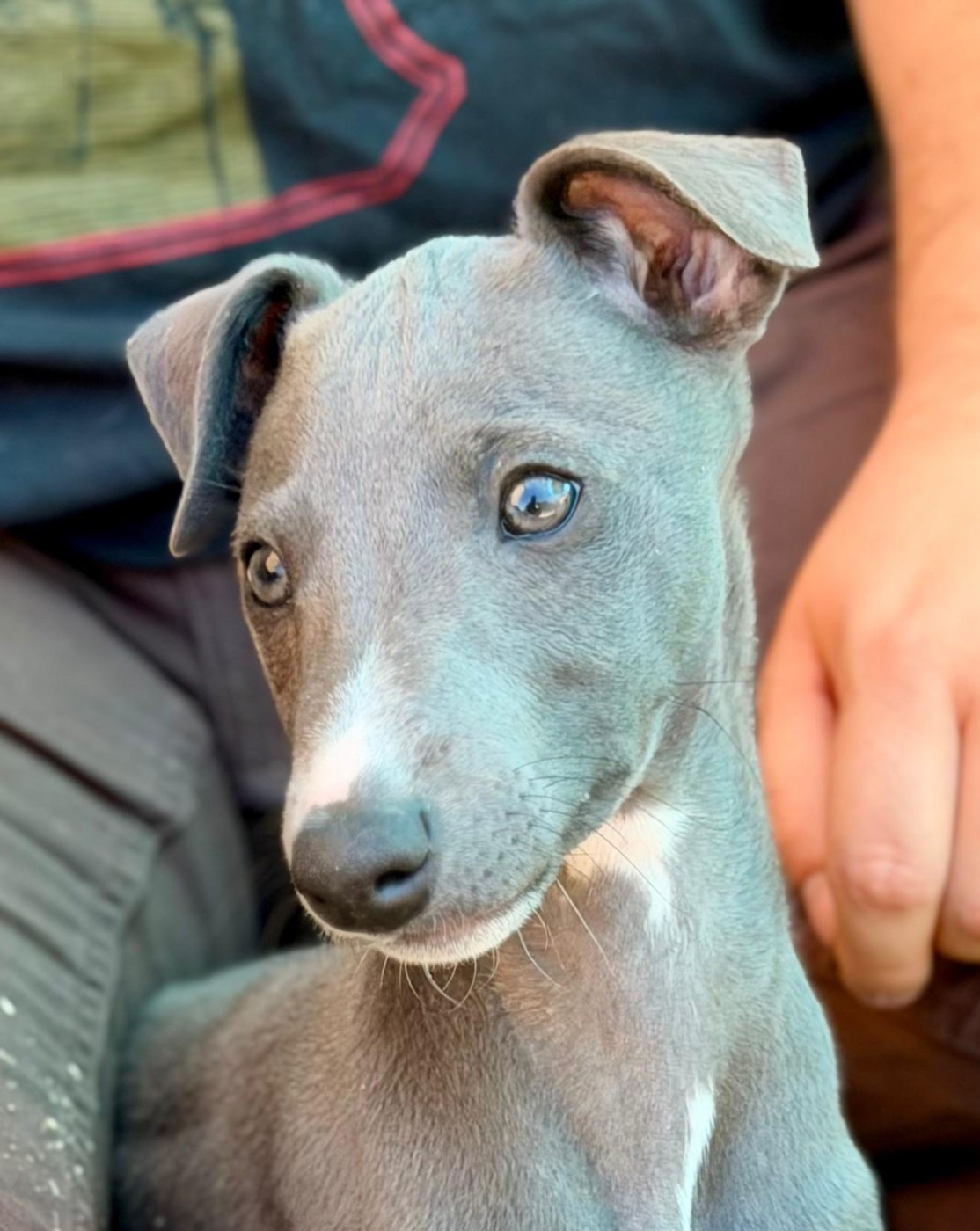 De La Bastie D'Hucaroc - Chiots disponibles - Whippet