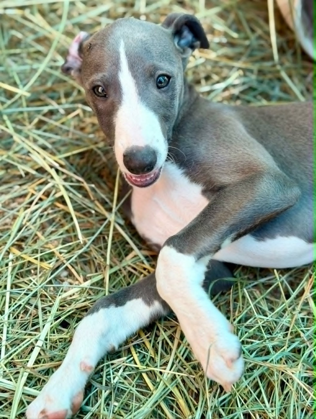 De La Bastie D'Hucaroc - Chiots disponibles - Whippet