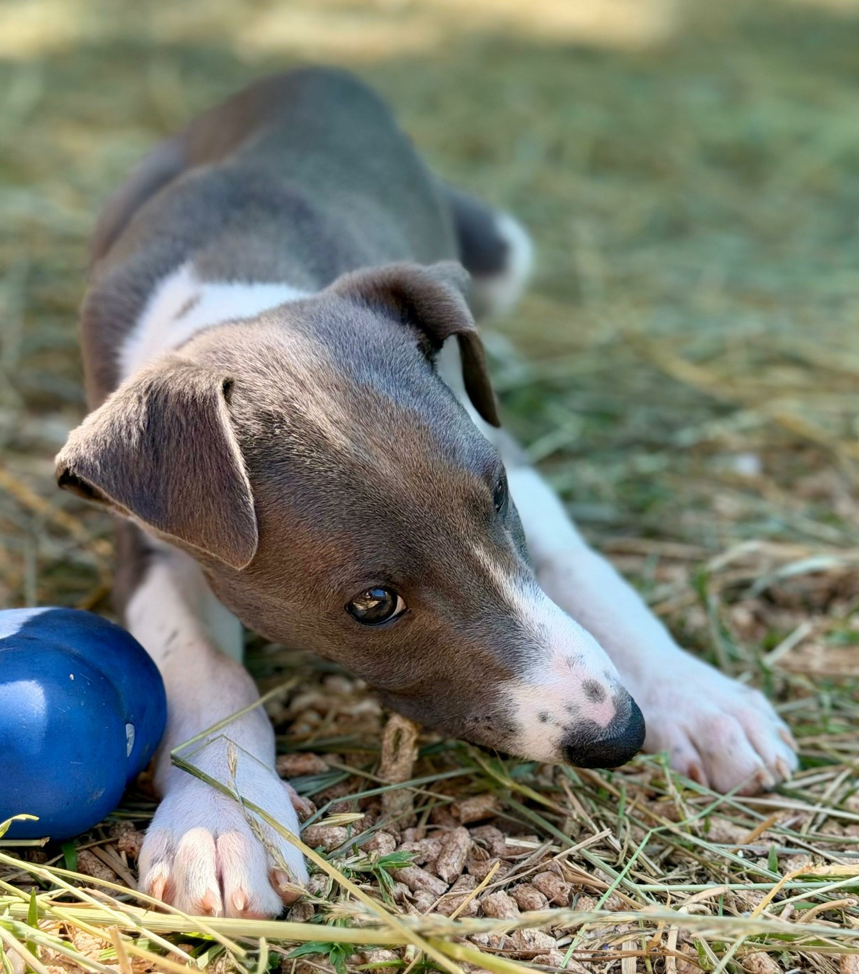 De La Bastie D'Hucaroc - Chiots disponibles - Whippet