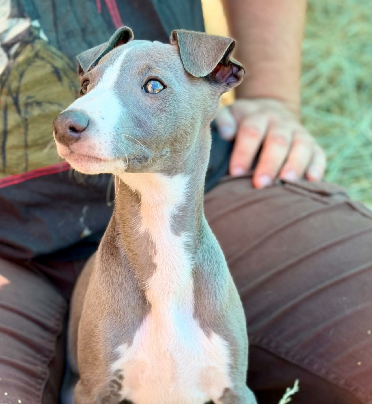 De La Bastie D'Hucaroc - Chiots disponibles - Whippet