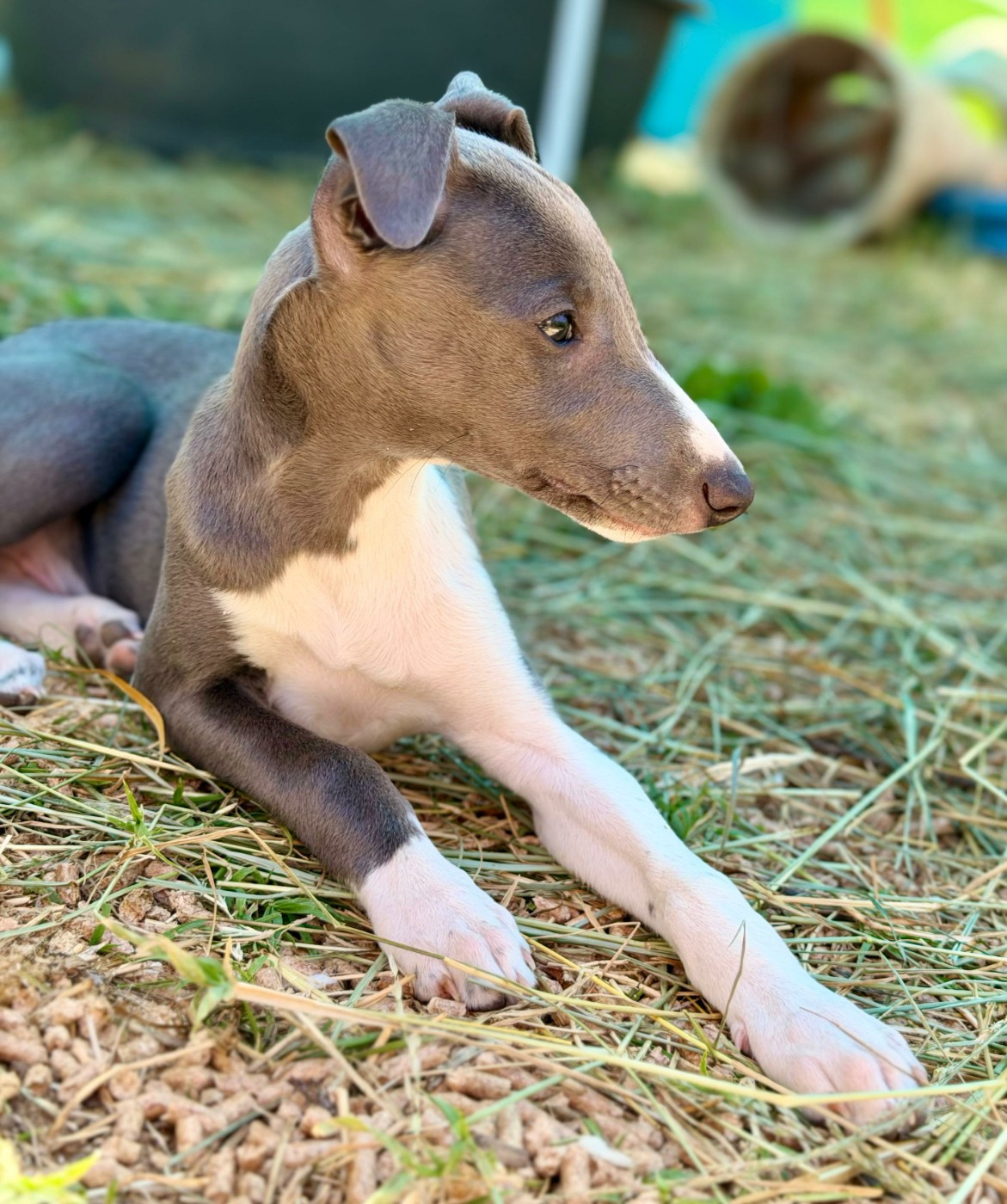 De La Bastie D'Hucaroc - Chiots disponibles - Whippet