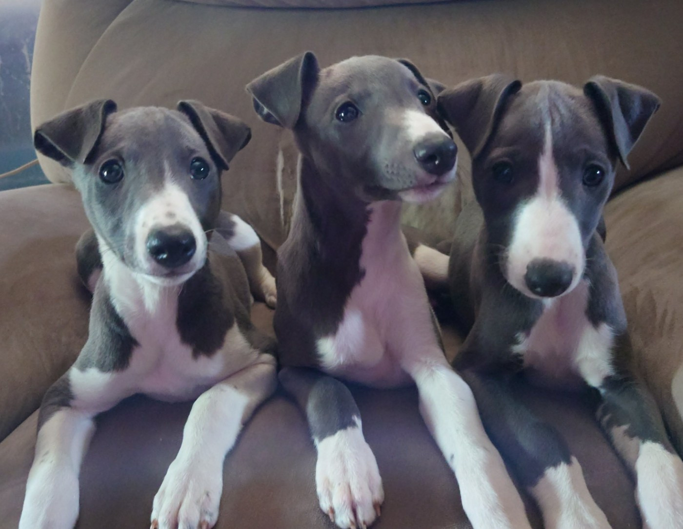 Chiot Whippet De La Bastie D'Hucaroc