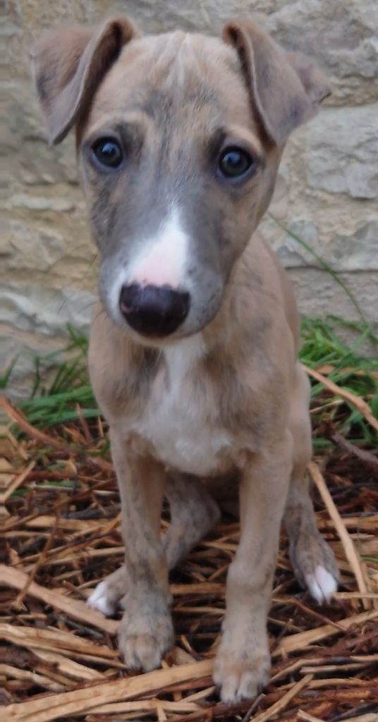 De La Bastie D'Hucaroc - Chiots disponibles - Whippet