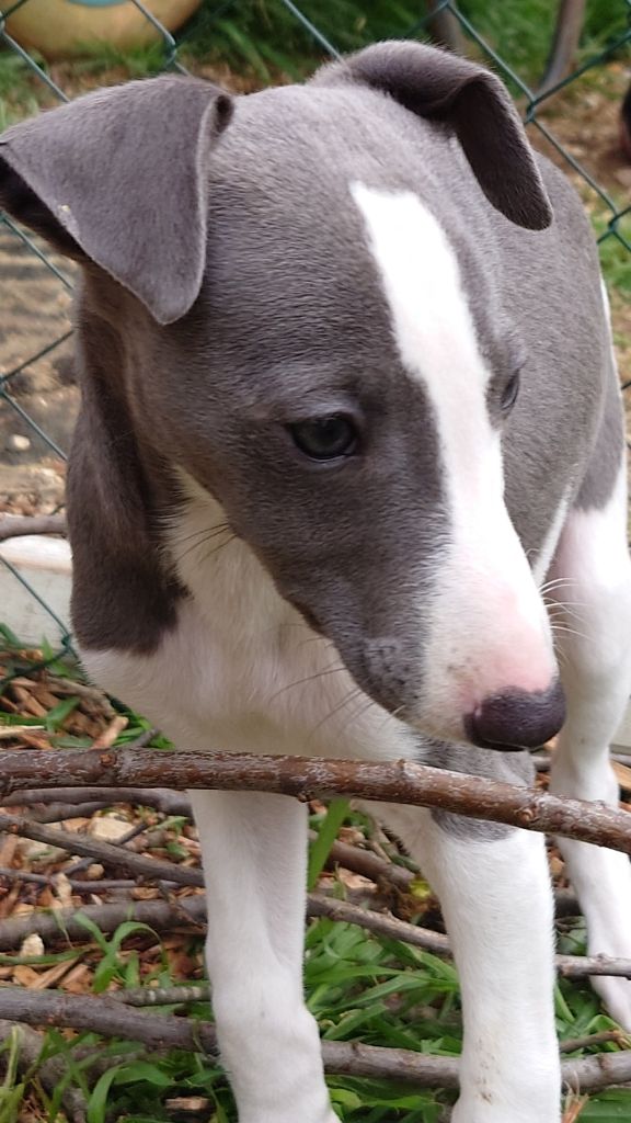 De La Bastie D'Hucaroc - Chiots disponibles - Whippet