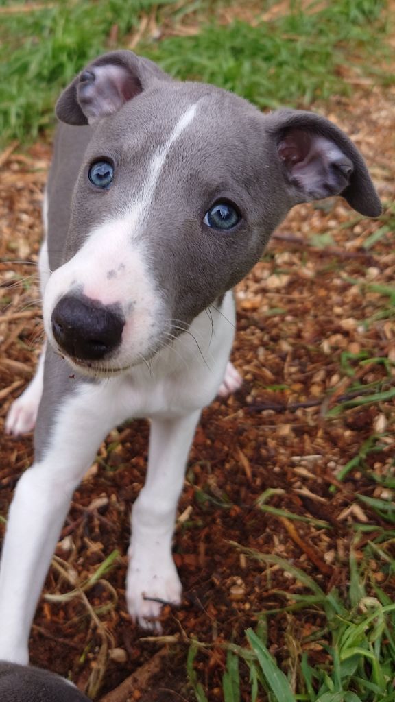 De La Bastie D'Hucaroc - Chiots disponibles - Whippet