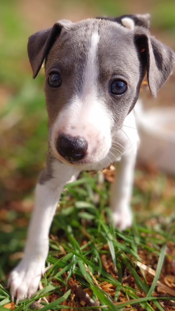 Chiot Whippet De La Bastie D'Hucaroc