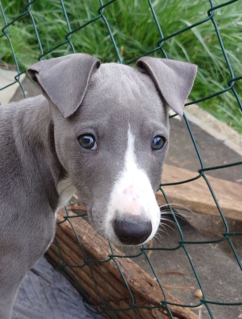 De La Bastie D'Hucaroc - Chiots disponibles - Whippet